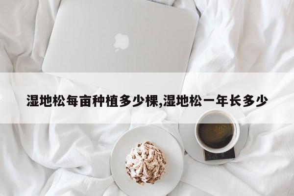 湿地松每亩种植多少棵,湿地松一年长多少
